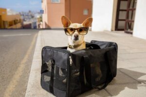 The Best Little Dog Carrier for Travel and Comfort