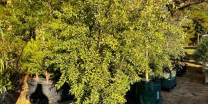 Top Pollinator-Friendly Trees for Glenview Landscapes