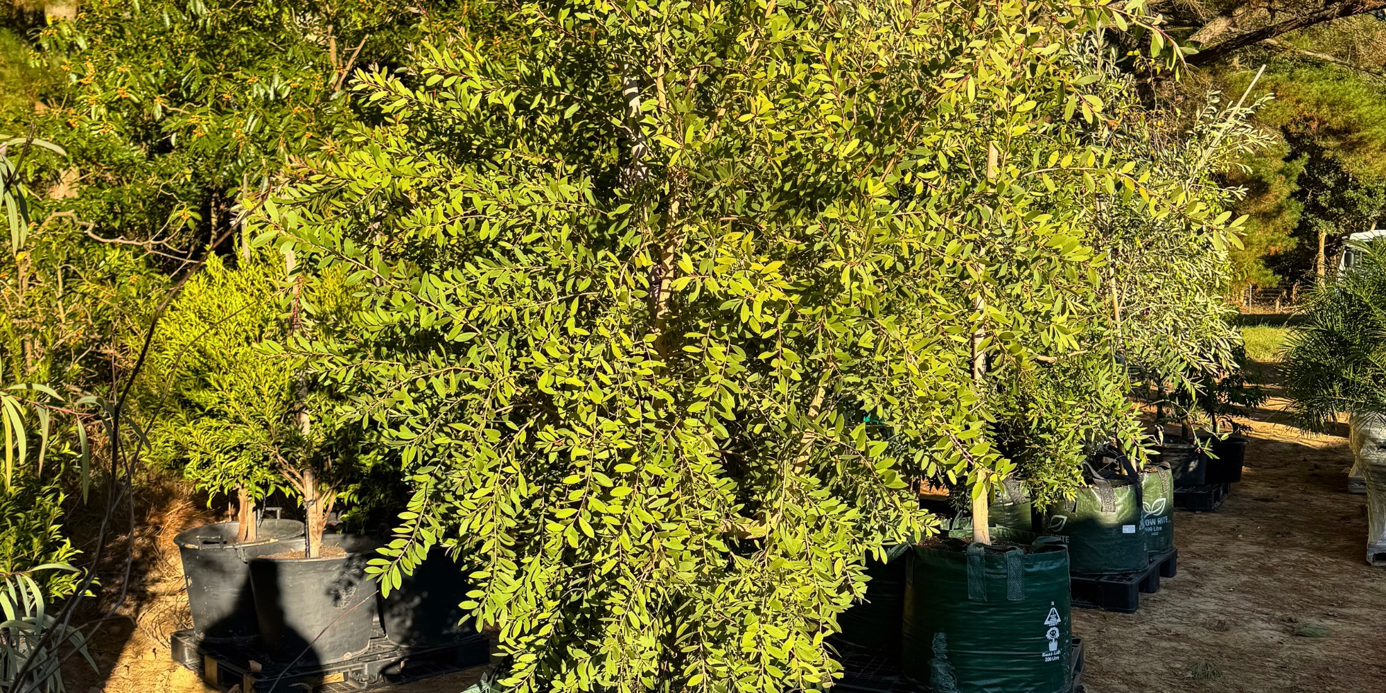 Top Pollinator-Friendly Trees for Glenview Landscapes