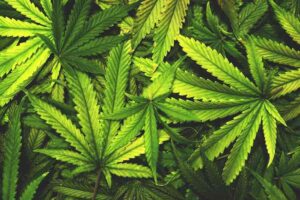 Types of Cannabis Products You’ll Find at a Dispensary