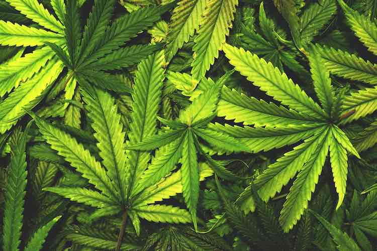 Types of Cannabis Products You’ll Find at a Dispensary