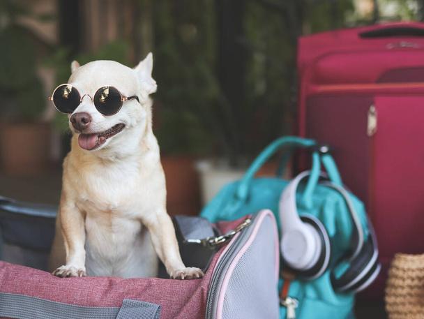 The Ultimate Guide to Choosing the Best Doggy Rucksack for Your Pet