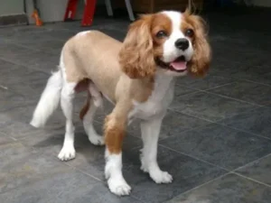 Cavalier King Charles Spaniel Grooming: Tips and Care Guide