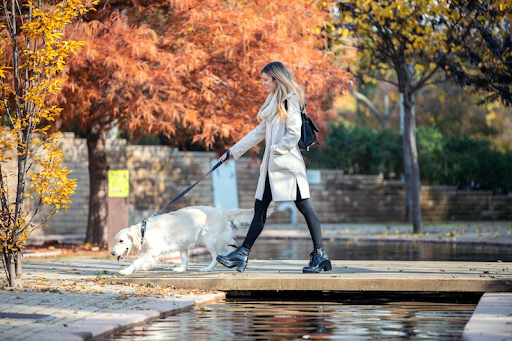 Trusted Names for Your Pup: Top Dog Walking Companies in New Orleans