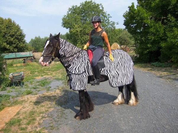 Making It Through Summer: A Comprehensive Guide to Horse Rug Maintenance