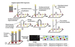 Illumina Next-Generation Sequencing (NGS)