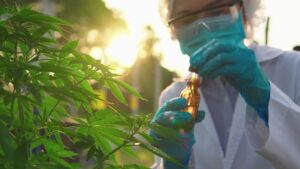 How Do I Choose the Best Marijuana Doctor Fort Lauderdale Offers?