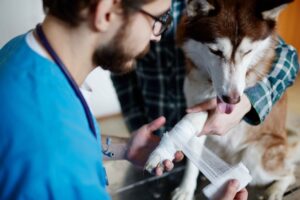 Recognizing and Responding to a Pet Cancer Emergency What Every Pet Parent Should Know