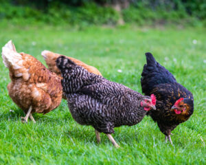 Raising Backyard Chickens? Here’s How to Build Their House