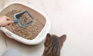 United States Cat Litter Market Outlook 2025-2034