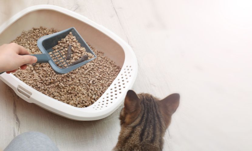 United States Cat Litter Market Outlook 2025-2034
