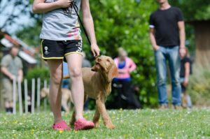 The Pros and Cons of Dog Board and Training Every Owner Should Know