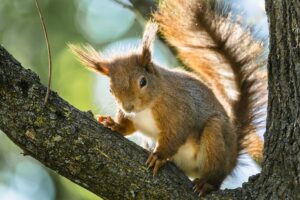 Squirrel in the Attic? Tips to Get Rid of Them Safely