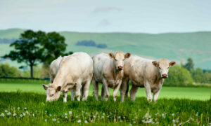Grass-Fed vs. Grain-Fed Beef: What You Need to Know Before Choosing