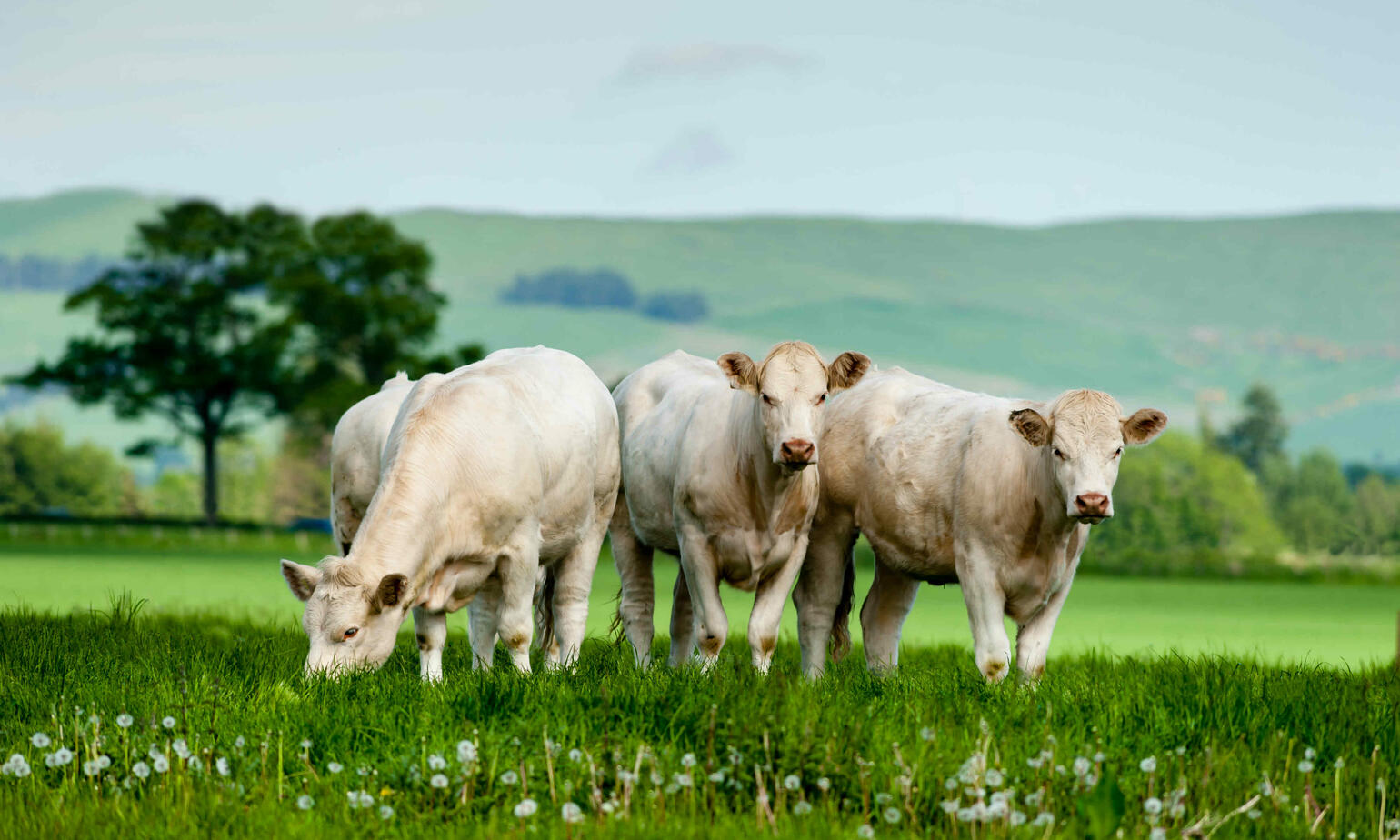 Grass-Fed vs. Grain-Fed Beef: What You Need to Know Before Choosing