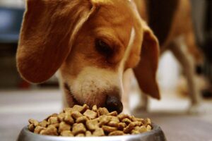 What Questions Should I Ask Before Choosing New Orleans Dog Care Services?