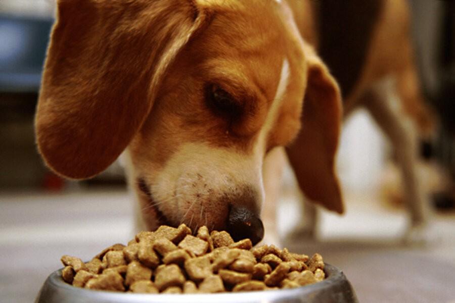 What Questions Should I Ask Before Choosing New Orleans Dog Care Services?