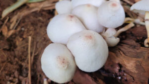 Step-By-Step Guide: B+ Spores and Golden Teacher Mushroom Journey