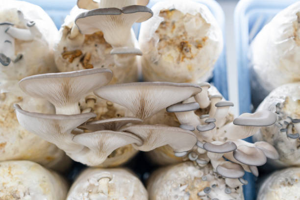 Mushroom Growing Supplies That Actually Make Your Grow Successful Fast