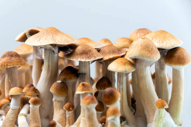 Why Choose Mazatapec Mushrooms Over the Intense Melmac Mushroom Strain Now?